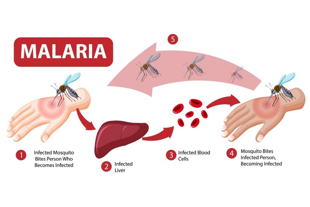 MALARIA PARASITE / BLOOD PARASITE IDENTIFICATION (H030)